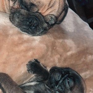 Meet your Posher, Sierra